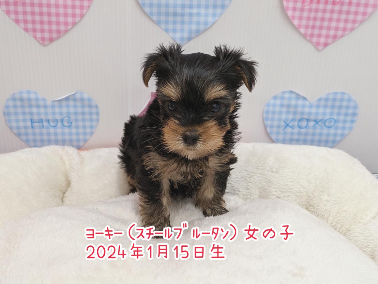 ヨークシャー・テリア｜ペット検索｜ペット大好き！